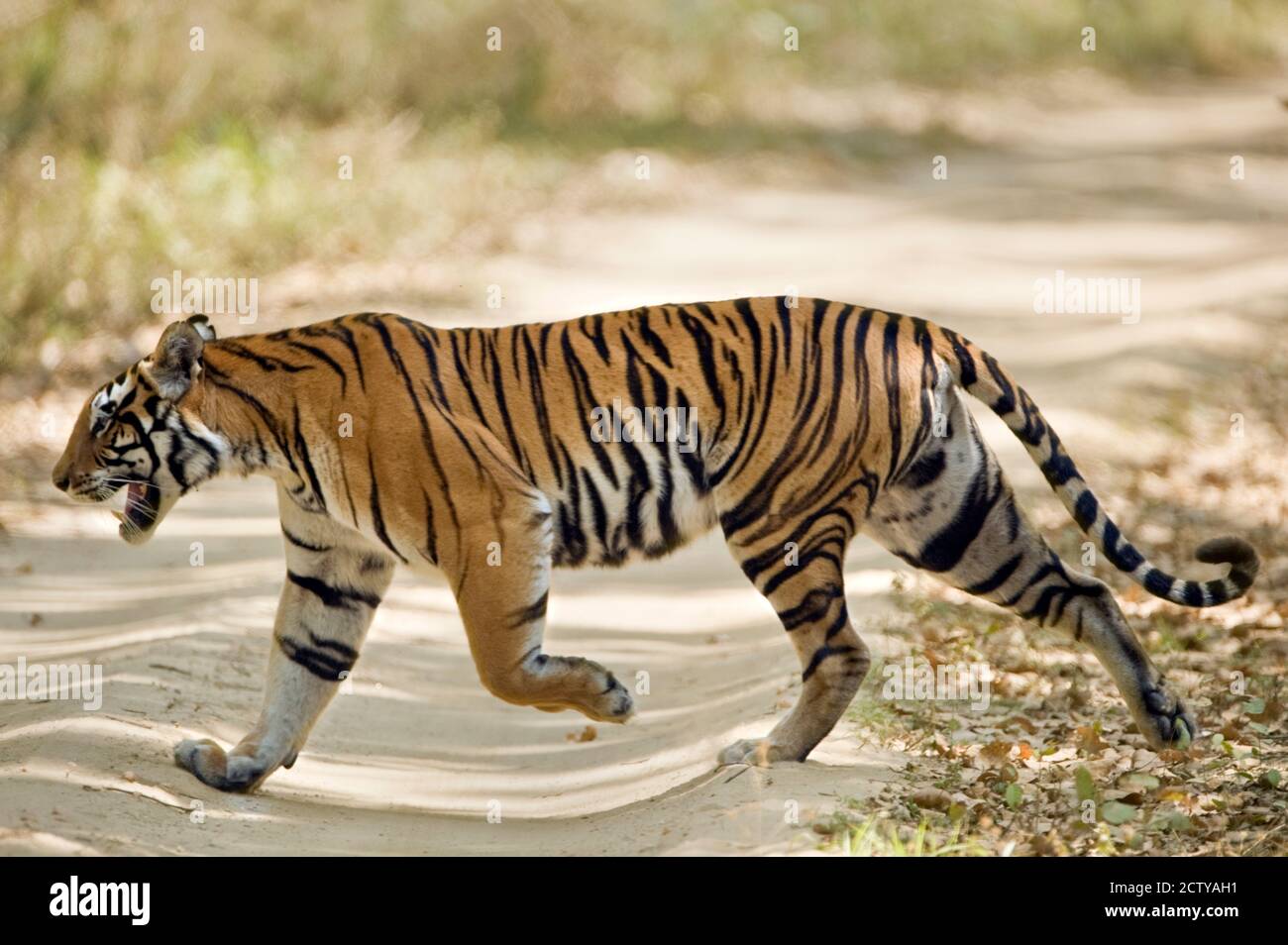 Bengal Tiger (Panthera tigris tigris) Wandern in einem Wald, Bandhavgarh National Park, Umaria District, Madhya Pradesh, Indien Stockfoto