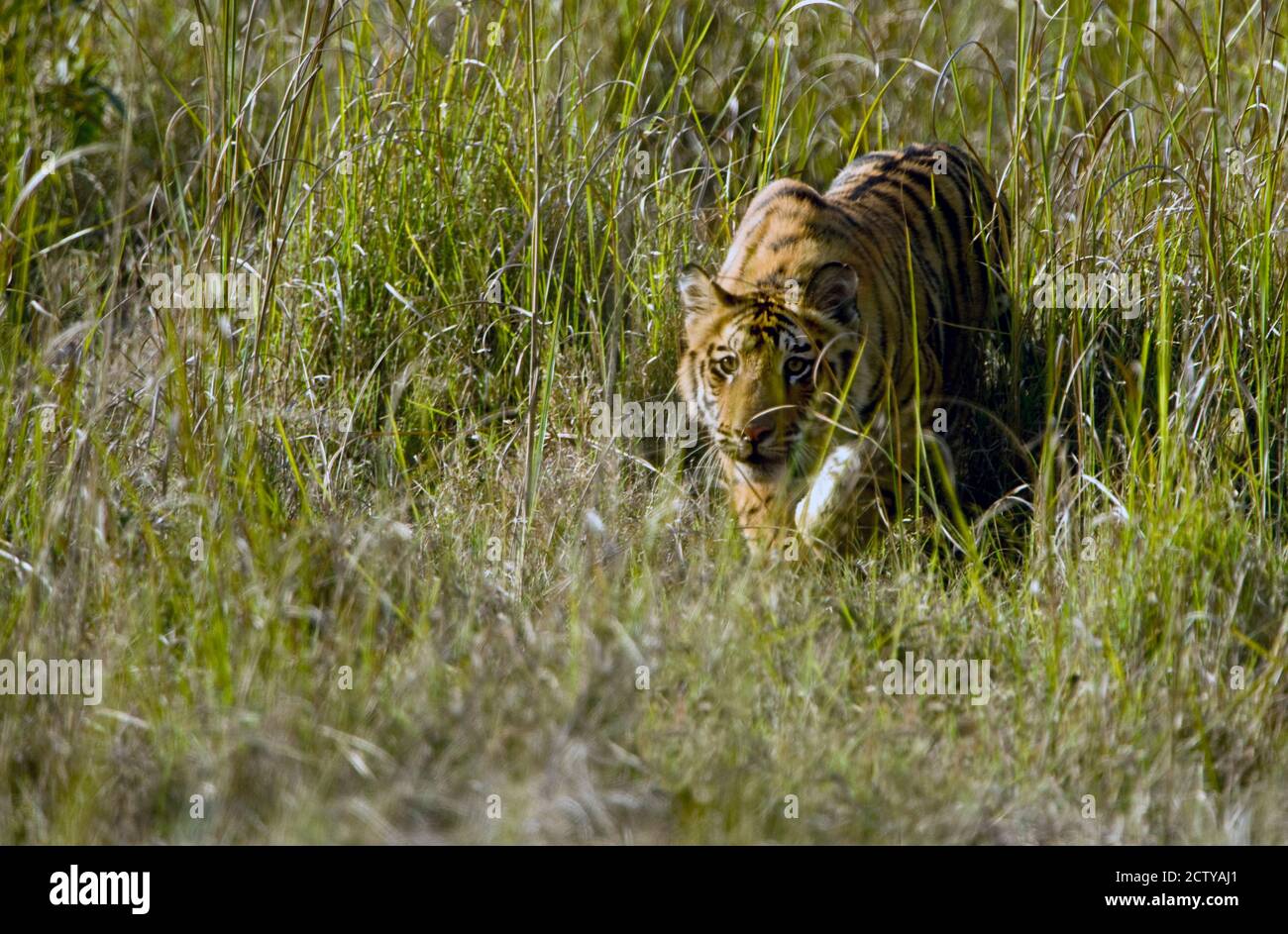 Bengal Tiger (Panthera tigris tigris) Junge Wandern in einem Wald, Bandhavgarh National Park, Umaria District, Madhya Pradesh, Indien Stockfoto