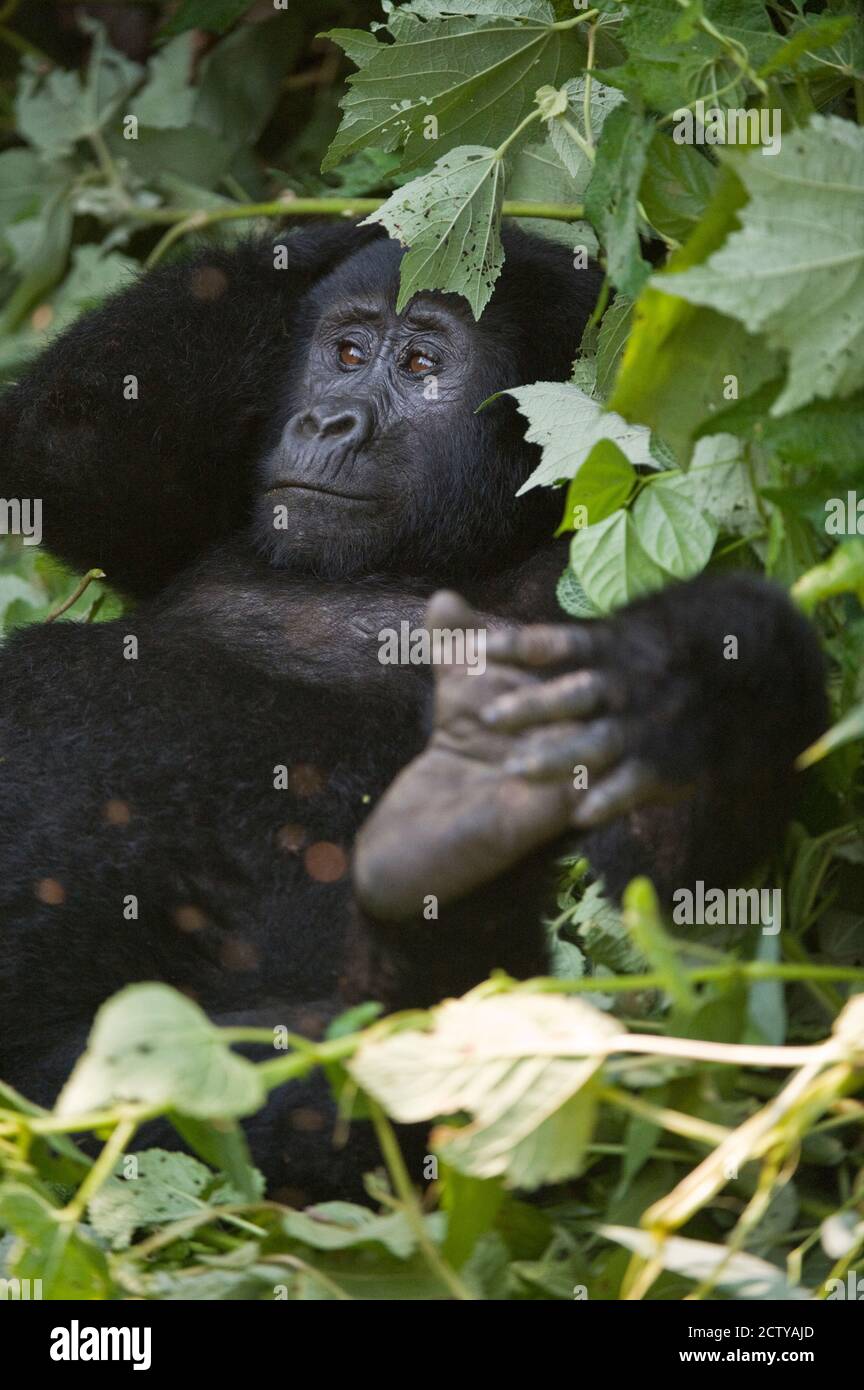 Berggorilla (Gorilla beringei beringei) im Wald, Bwindi Impenetrable National Park, Uganda Stockfoto