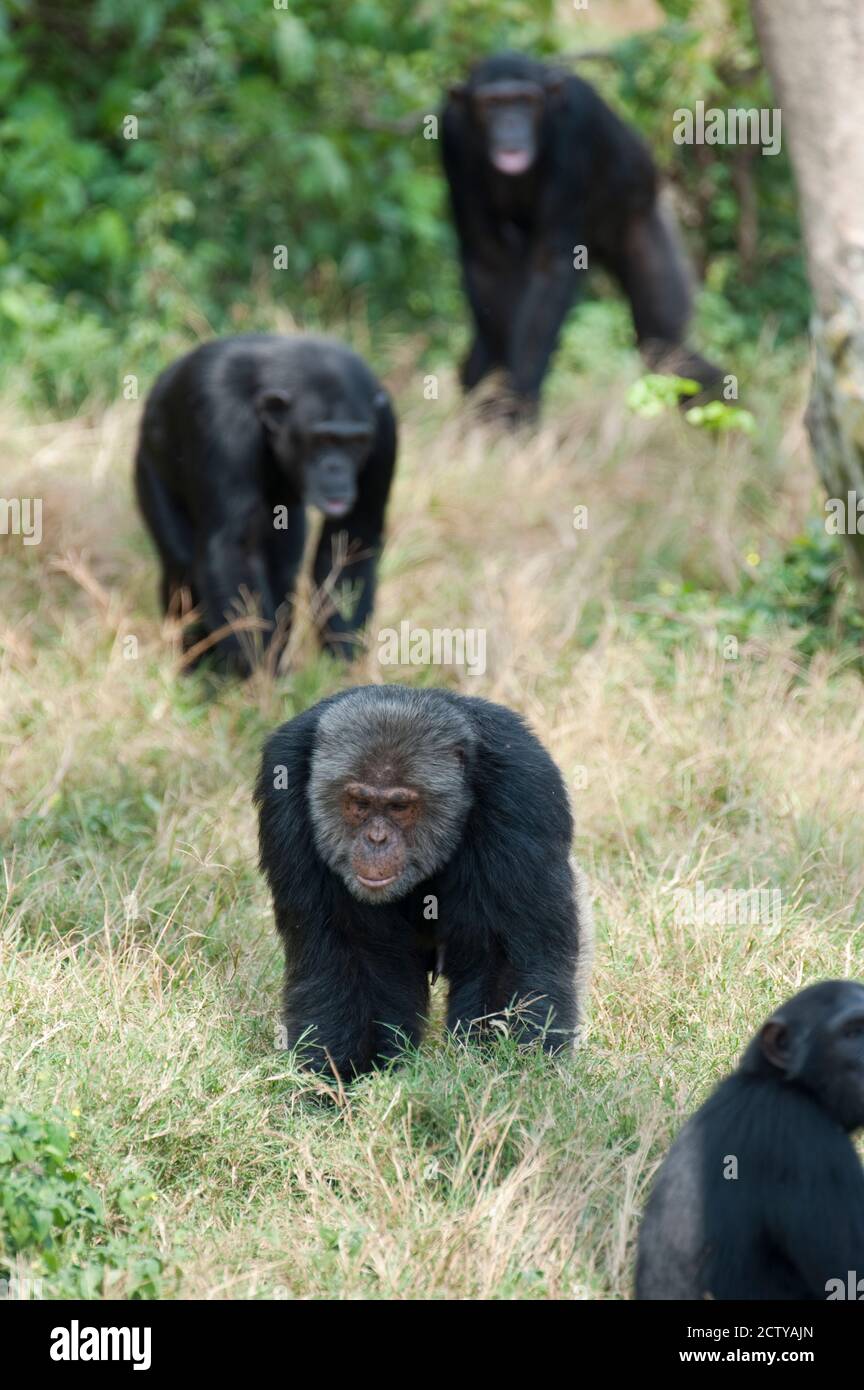 Schimpansen (Pan troglodytes) Wandern im Wald, Kibale National Park, Uganda Stockfoto