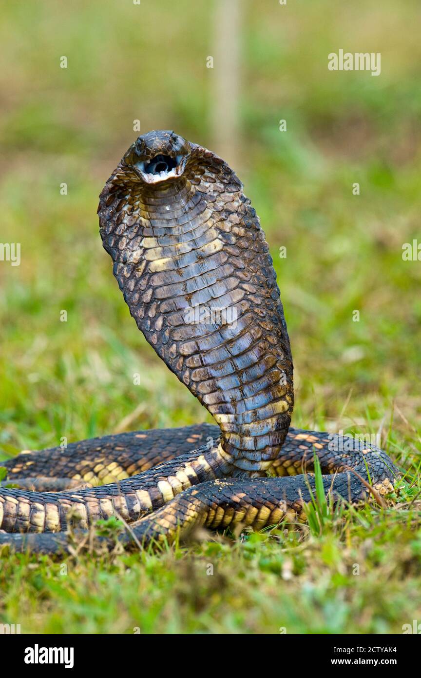 Nahaufnahme eines ägyptischen Cobra (Heloderma horridum) Aufzucht, Lake Victoria, Uganda Stockfoto
