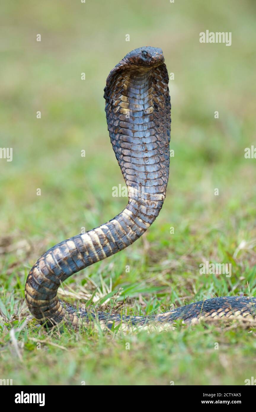 Nahaufnahme eines ägyptischen Cobra (Heloderma horridum) Aufzucht, Lake Victoria, Uganda Stockfoto