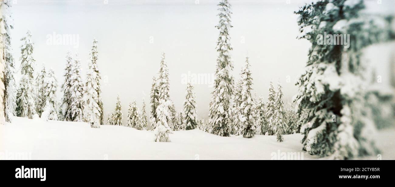 Schneebedeckte immergrüne Bäume am Stevens Pass, Washington State, USA Stockfoto