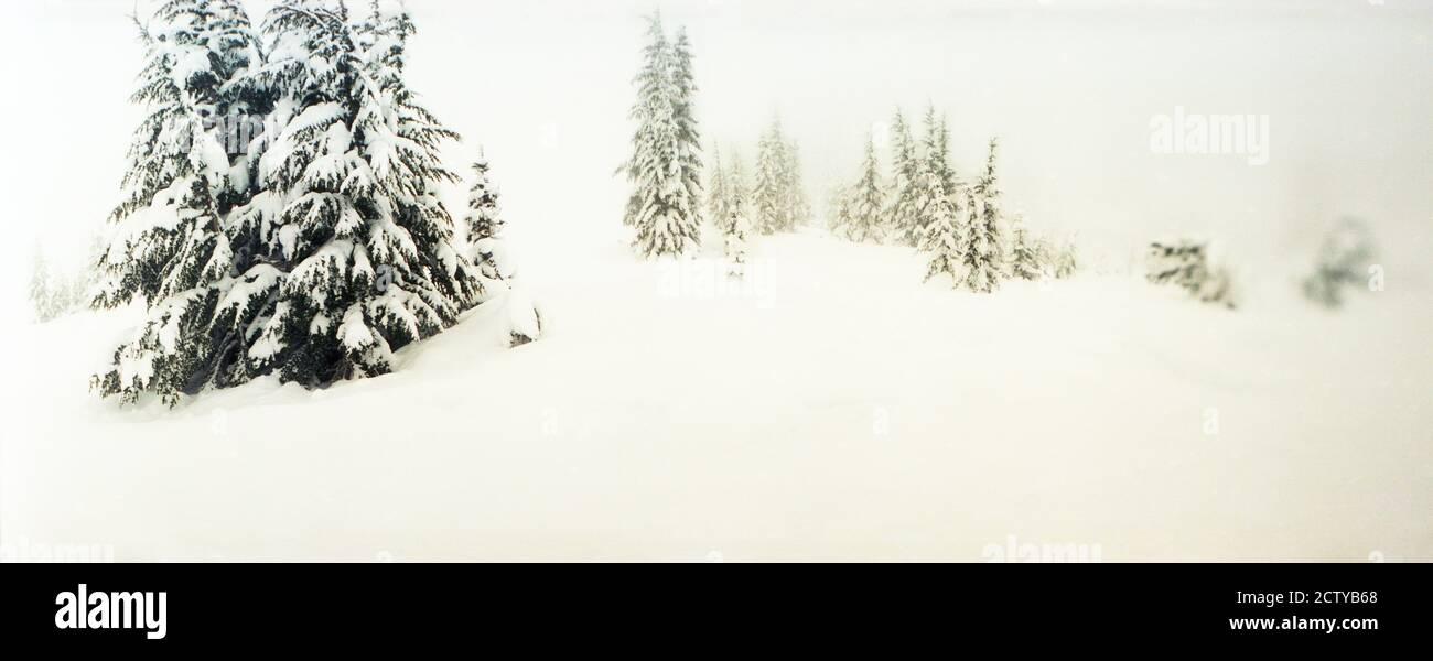 Schneebedeckte Landschaft am Stevens Pass, Washington State, USA Stockfoto