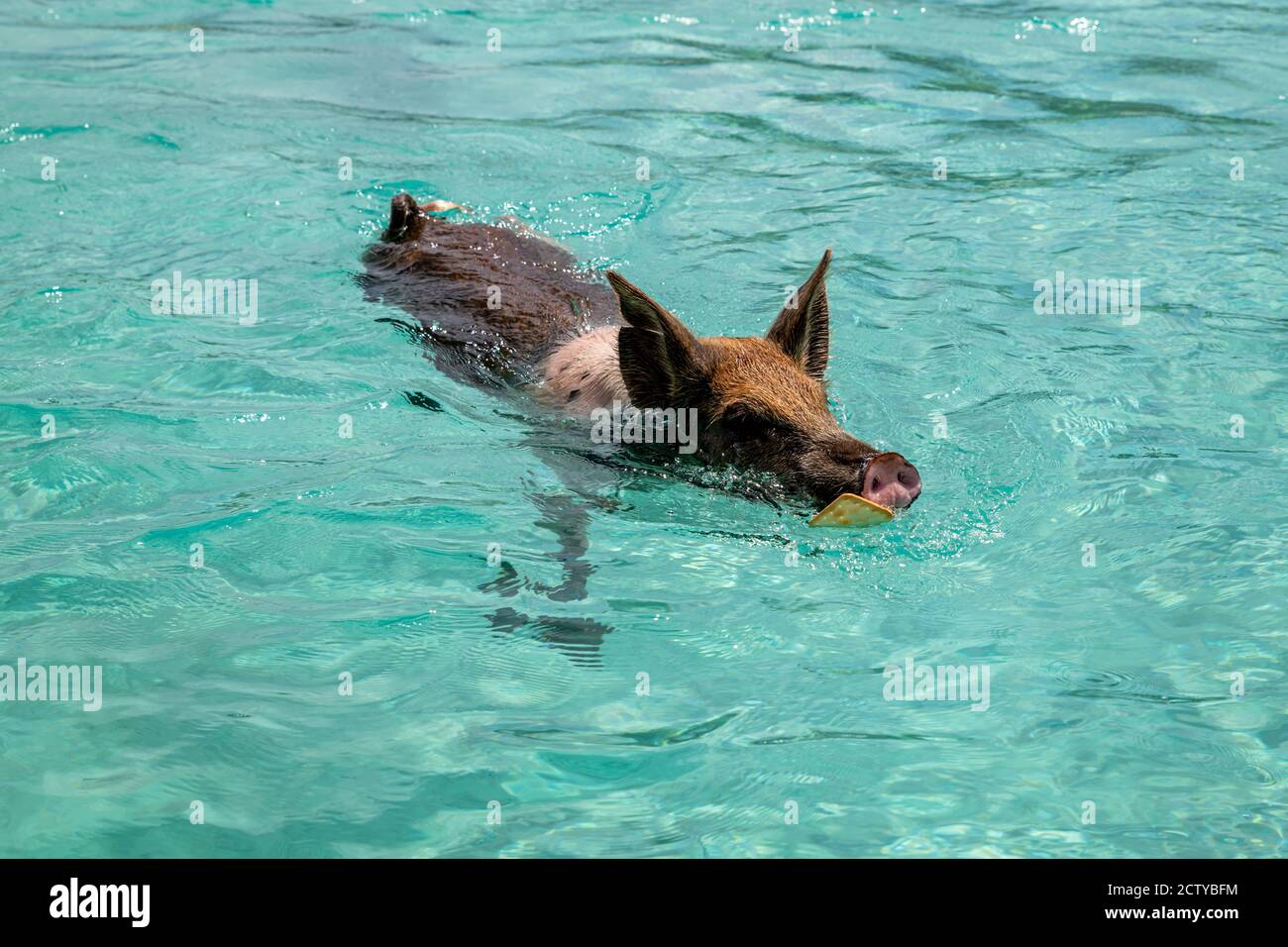 Die berühmten schwimmenden Schweine (Wildschweine) der Bahamas leben auf einer unbewohnten Insel in Exuma namens Big Major Cay (besser bekannt als Schweineinsel). Stockfoto