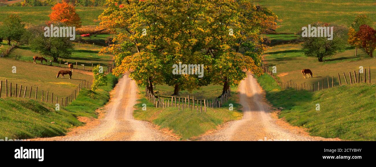 Zwei Feldwege durch Bauernhöfe im Herbst Stockfoto