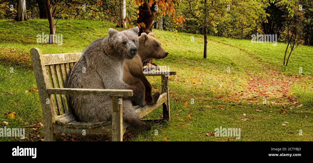 Bären sitzen auf einer Bank Stockfoto