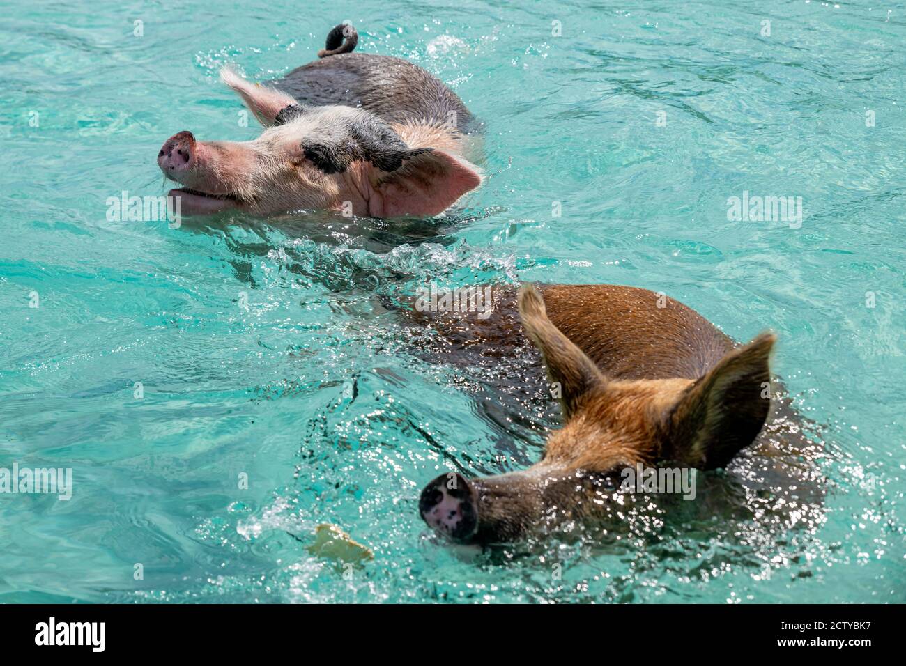 Die berühmten schwimmenden Schweine (Wildschweine) der Bahamas leben auf einer unbewohnten Insel in Exuma namens Big Major Cay (besser bekannt als Schweineinsel). Stockfoto