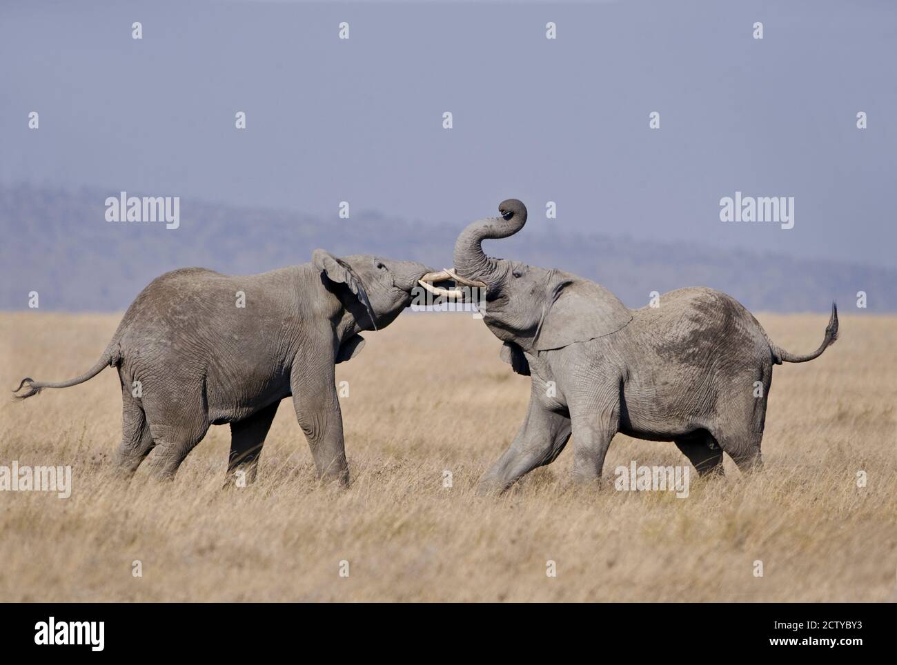 Zwei afrikanische Elefanten (Loxodonta africana) kämpfen auf einem Feld, Tansania Stockfoto