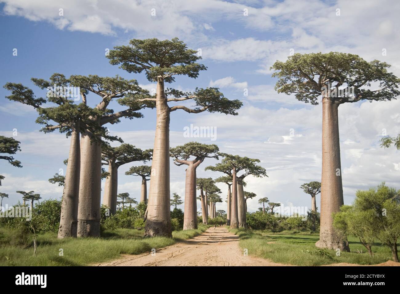 Baobab Bäumen (Adansonia digitata) über eine unbefestigte Straße, Allee der Baobabs, Morondava, Madagaskar Stockfoto