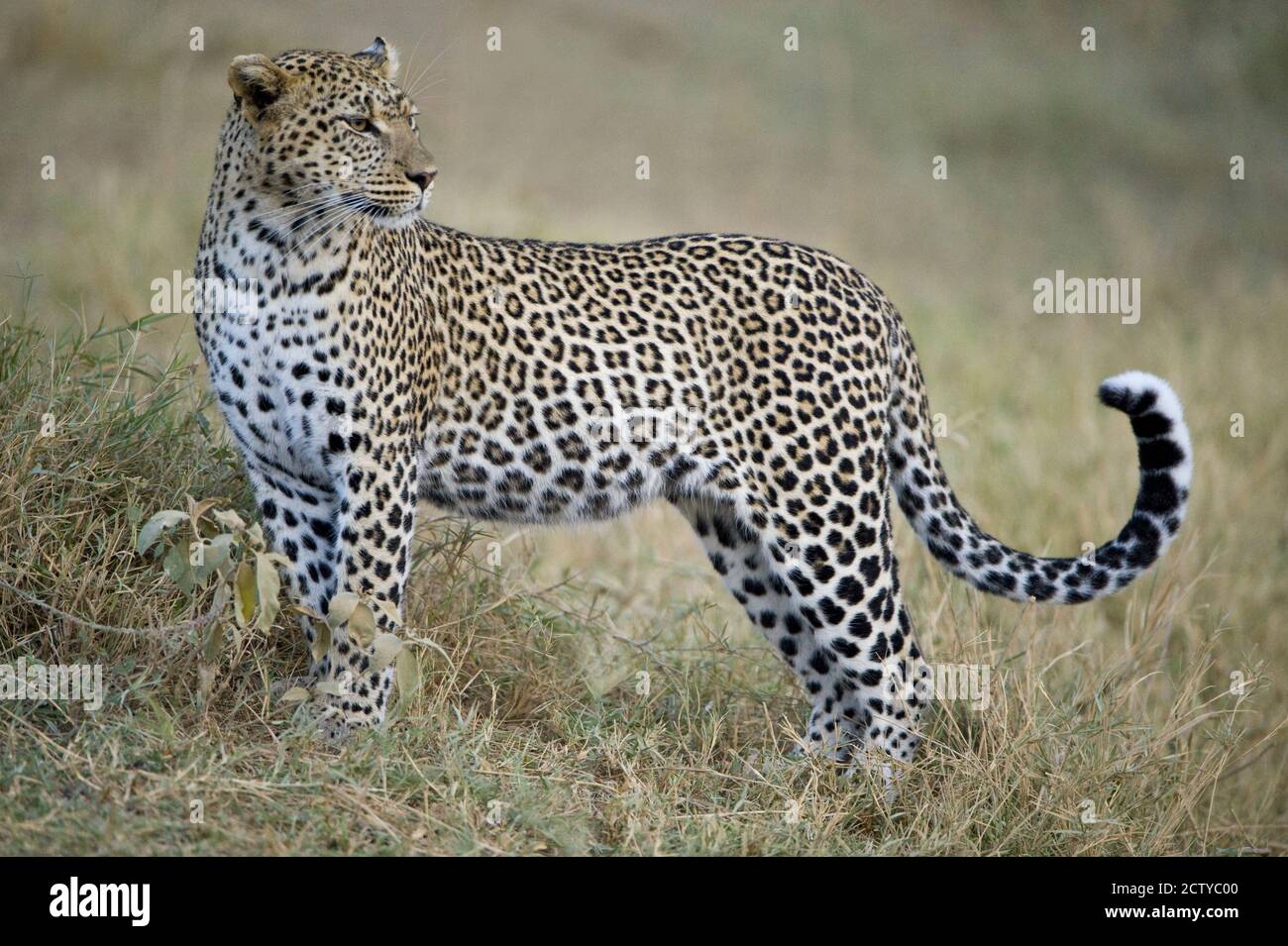 Nahaufnahme eines Leoparden (Panthera pardus) in einem Wald, Tansania Stockfoto