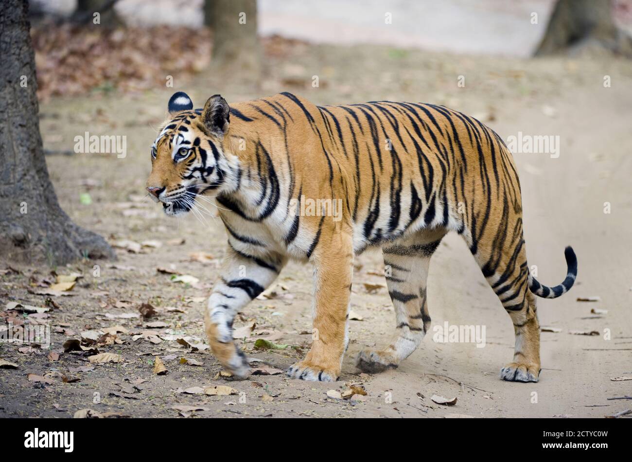 Bengaltiger (Panthera tigris tigris) beim Wandern in einem Wald, Indien Stockfoto