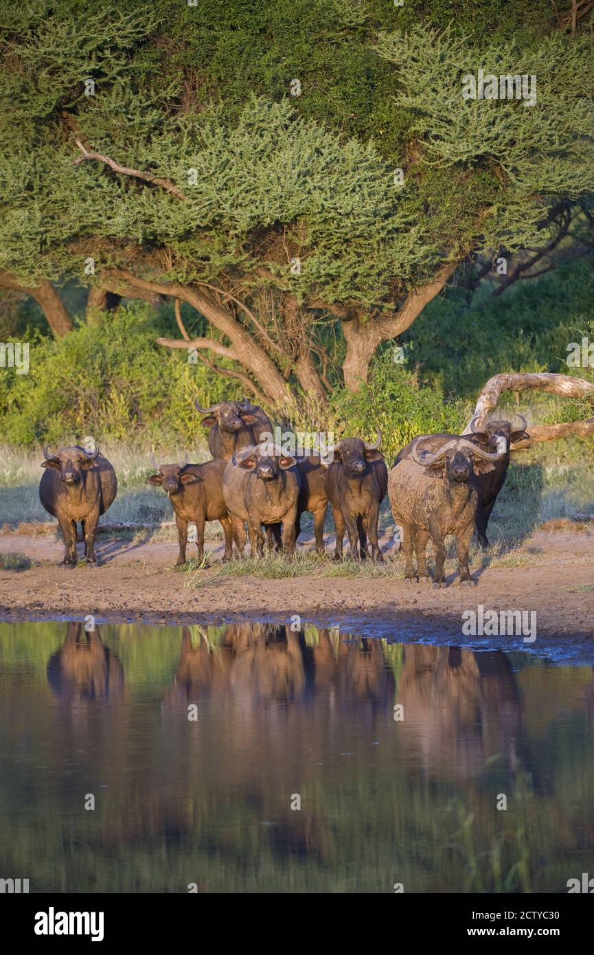 Kapbüffel (Syncerus caffer) in einem Wald, Tansania Stockfoto