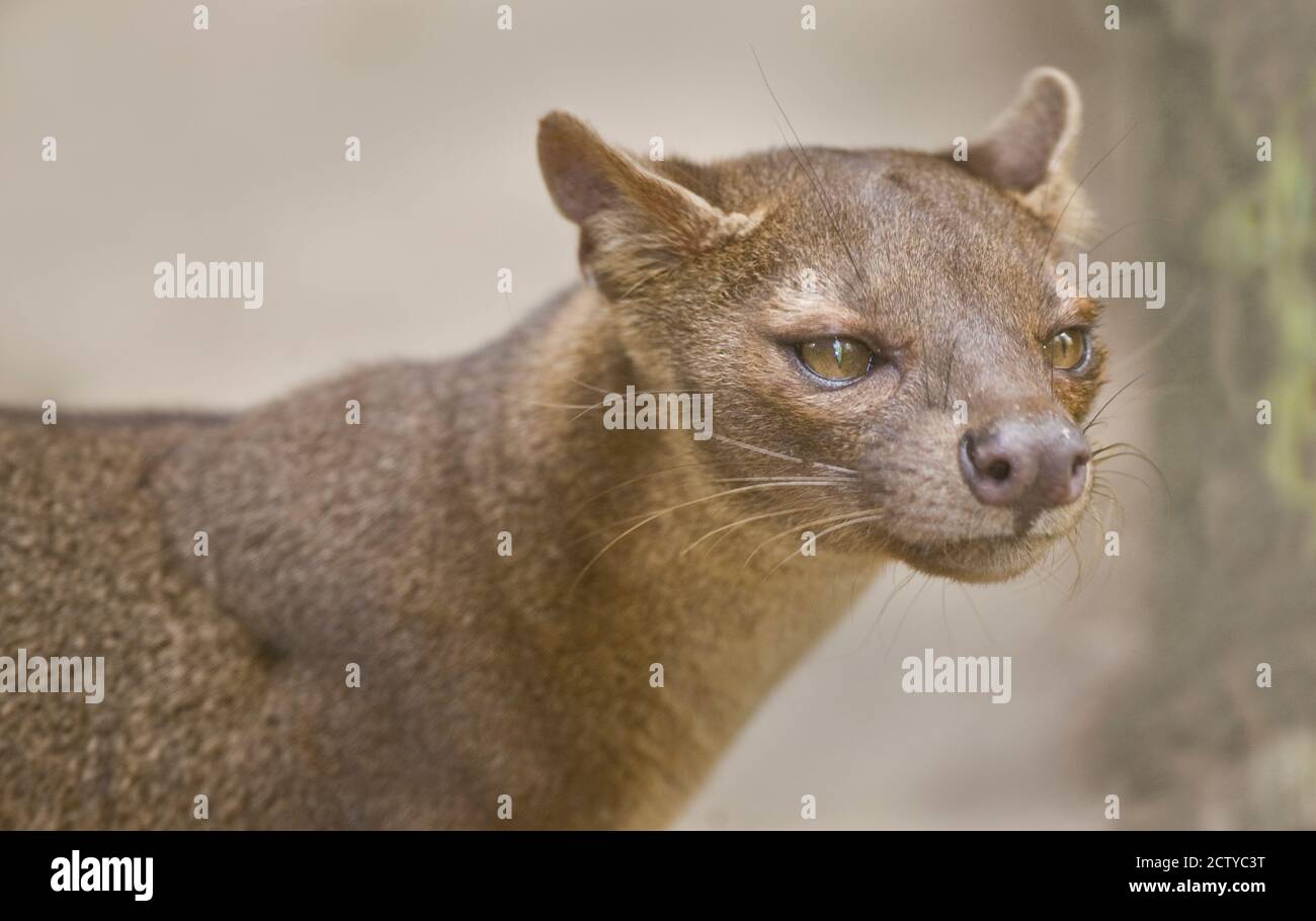 Nahaufnahme einer Fossa (Cryptoprocta ferox), Madagaskar Stockfoto