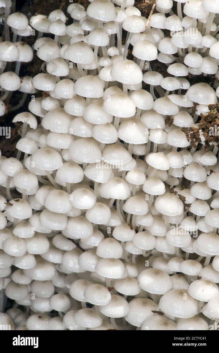 Nahaufnahme von Pilzen, Madagaskar Stockfoto