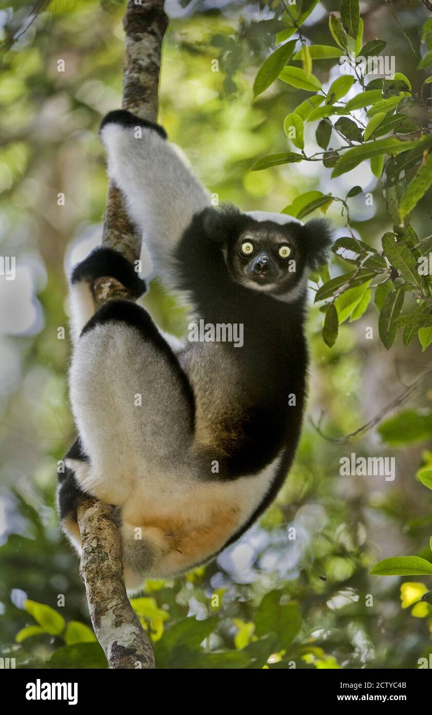 Nahaufnahme eines Indri lemur (Indri indri), Madagaskar Stockfoto