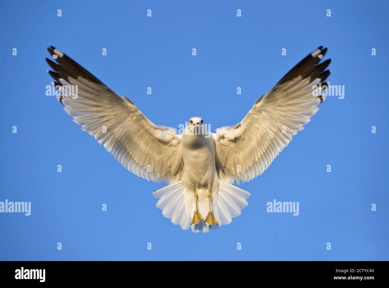 Ring Billed Gull (Larus delawarensis) im Flug, Kalifornien, USA Stockfoto