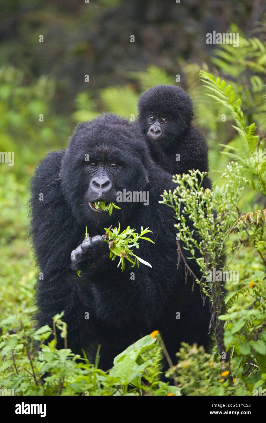Berggorilla (Gorilla beringei beringei) mit seinem jungen Gorilla, Ruanda Stockfoto