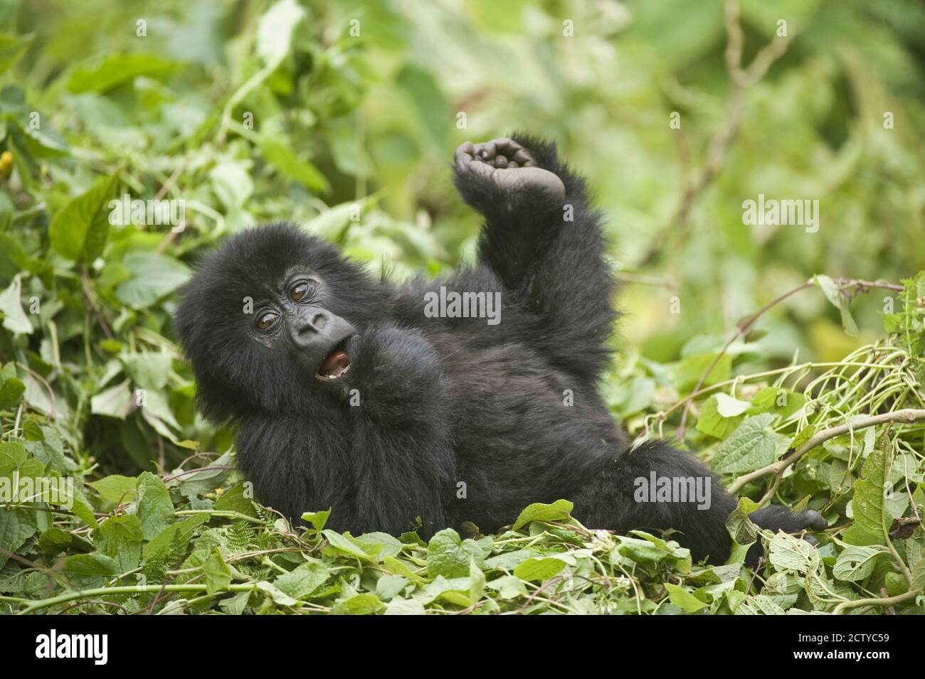 Berggorilla (Gorilla beringei beringei) Baby in einem Wald, Ruanda Stockfoto