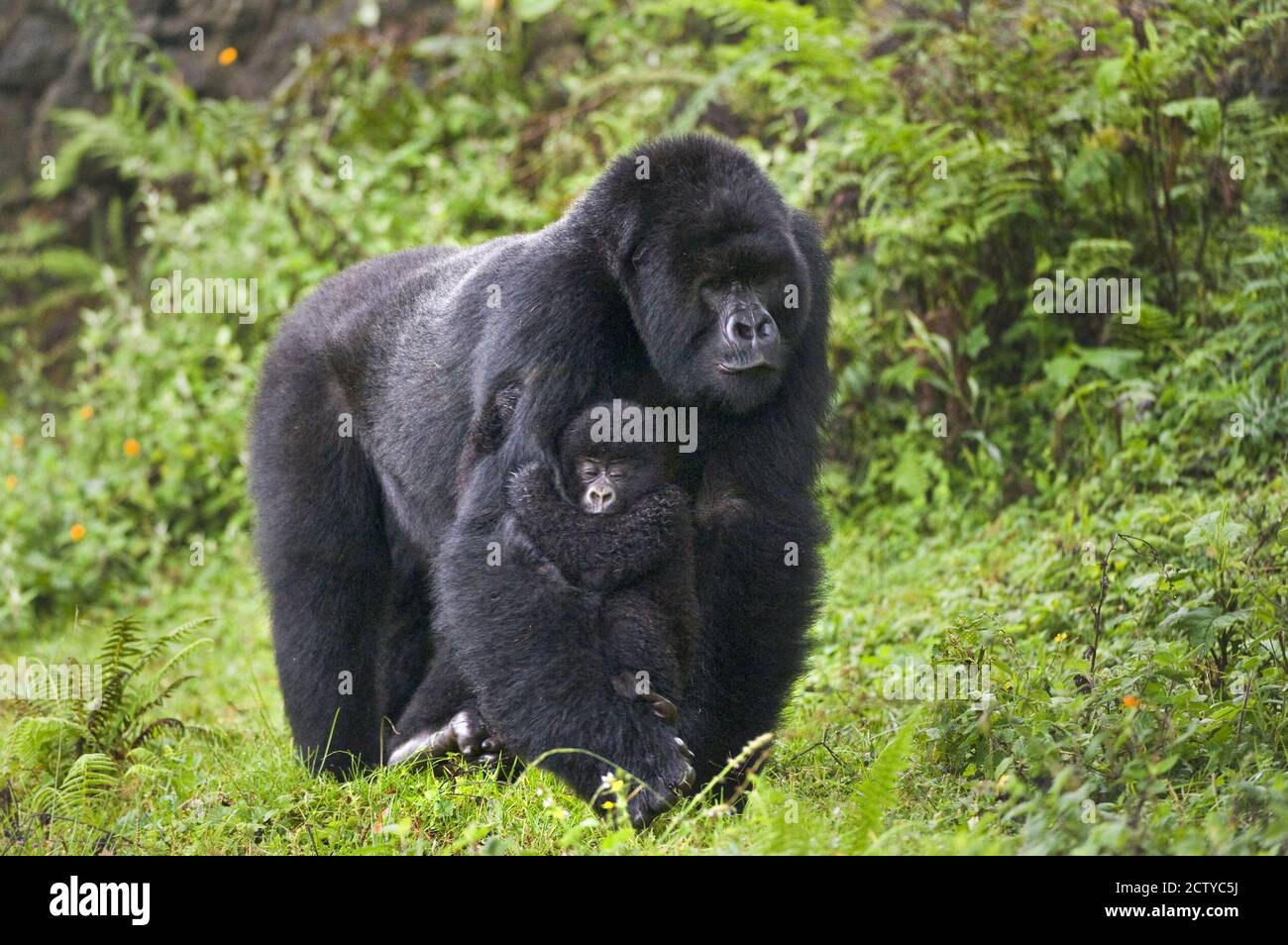 Berggorilla (Gorilla beringei beringei) Wandern mit seinem Jungen, Ruanda Stockfoto