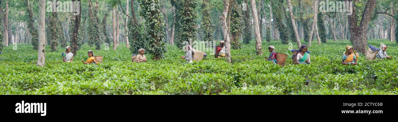 Teesorten, Assam, Indien Stockfoto