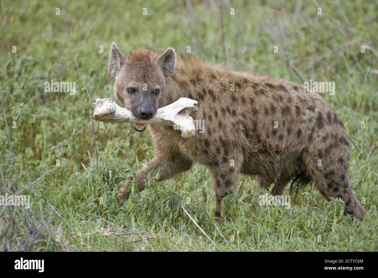 Hyäne trägt Büffelknochen im Mund, Tansania Stockfoto
