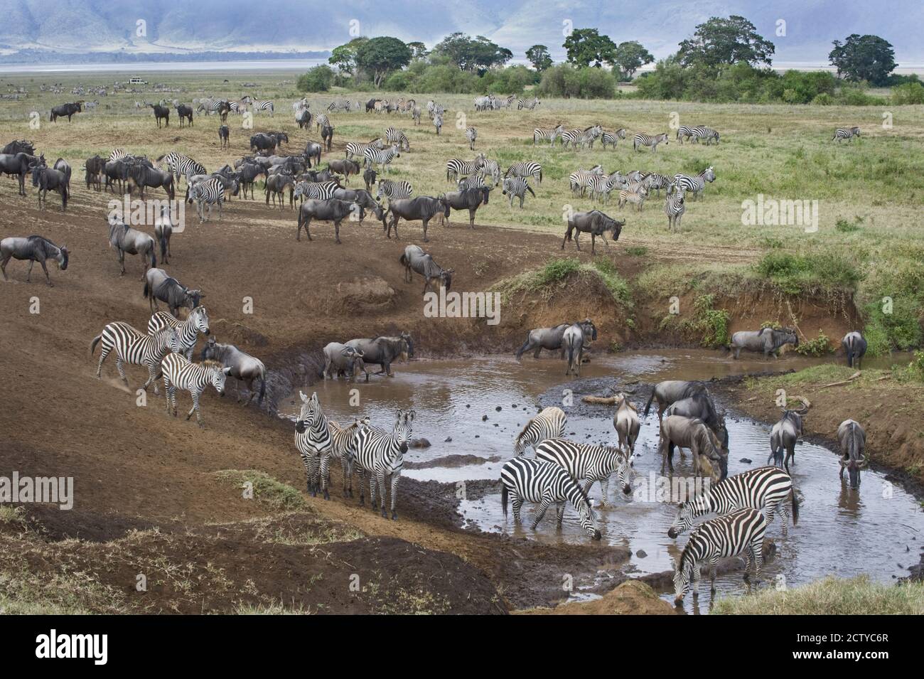 Zebras und Gnus an einem Wasserloch, Tansania Stockfoto