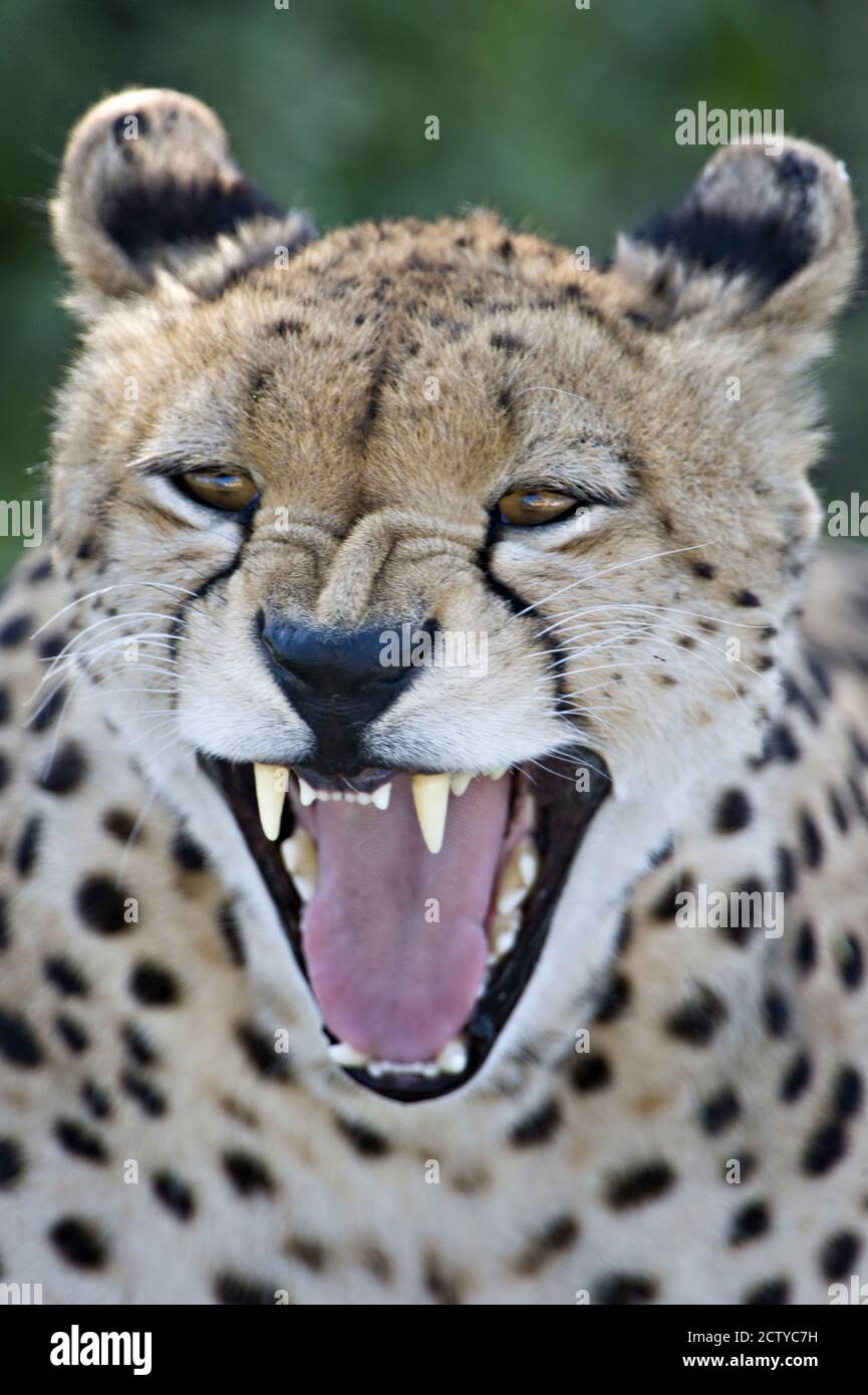 Nahaufnahme eines Geparden (Acinonyx jubatus), der sich in Tansania schnarlt Stockfoto