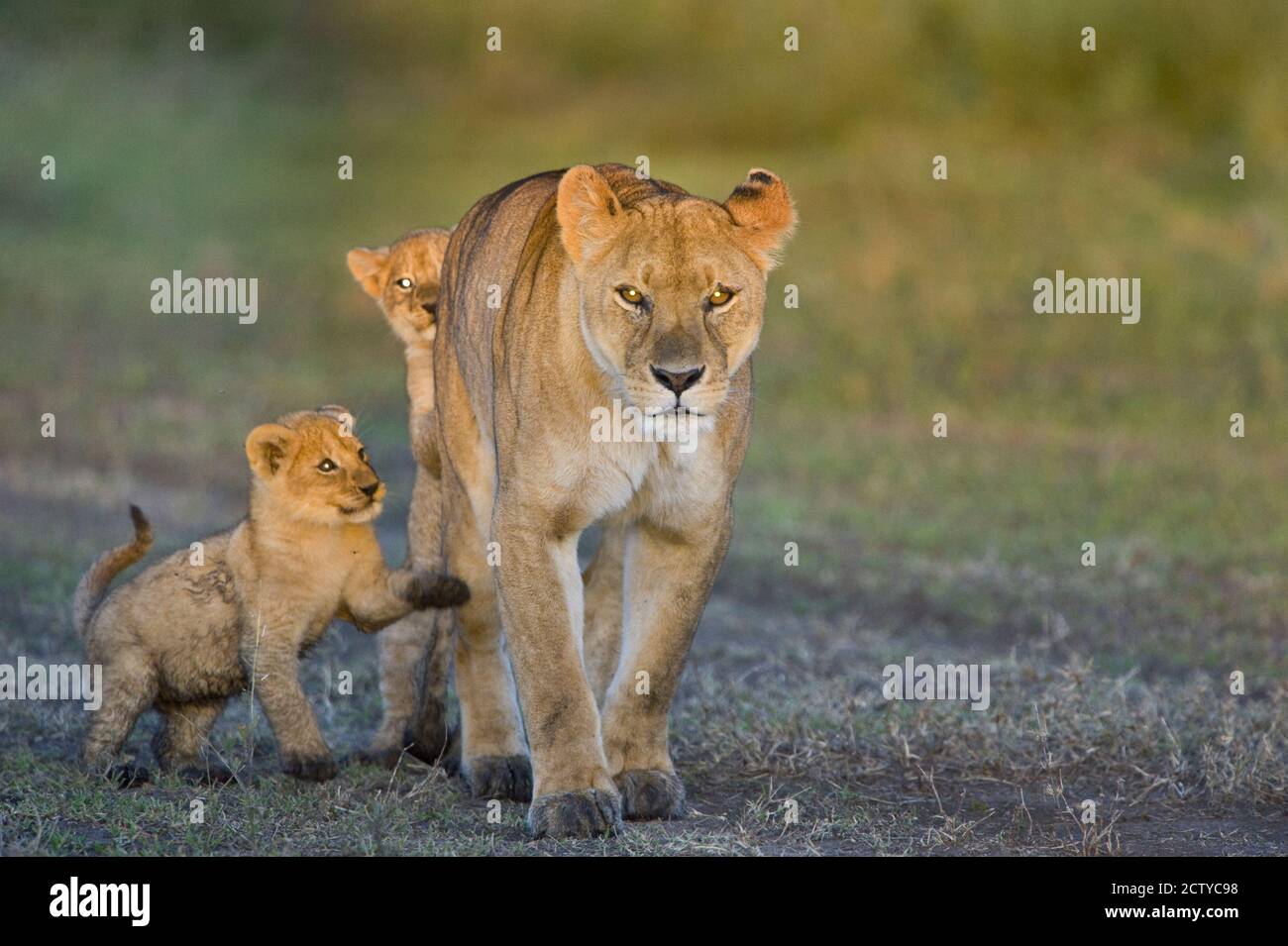 Löwin (Panthera leo), die mit ihren Jungen geht, Tansania Stockfoto