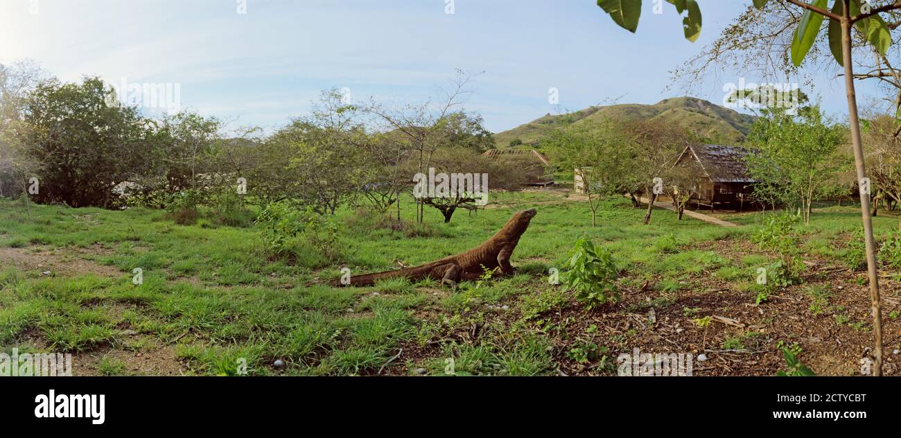 Komodo Drache (Varanus komodoensis) in einem Feld, Rinca Insel, Indonesien Stockfoto