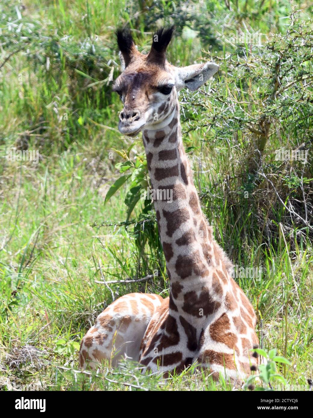 Eine junge Masai Giraffe (Giraffa camelopardalis tippelskirchii) rast, während ihre Mutter auf nahe gelegenen Bäumen stösst. Arusha Nationalpark. Arusha, Tanz Stockfoto