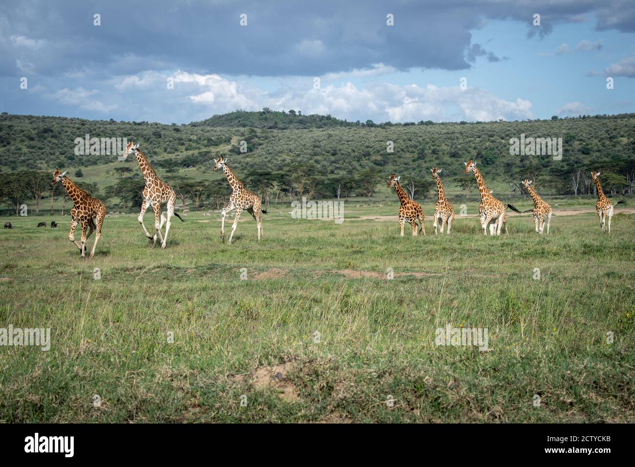 Netzgiraffe(n) (Giraffa camelopardalis reticulata) in Kenia, Afrika Stockfoto