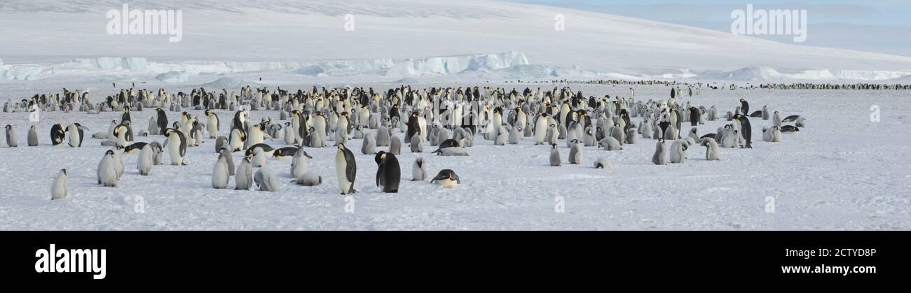 Kaiserpinguine (Aptenodytes forsteri) Kolonie in schneebedeckter Landschaft, Snow Hill Island, Antarktis Stockfoto