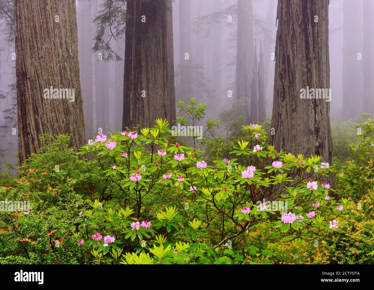 Rhododendron blüht im Wald, Del Norte Coast State Park, Redwood National Park, Humboldt County, Kalifornien, USA Stockfoto