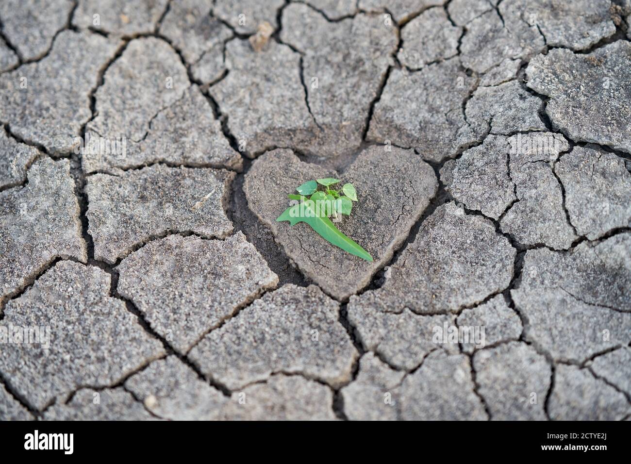 Trockene ausgetrocknete Erde, mit einem herzförmigen Zentrum mit einigen grünen Pflanzen. Stockfoto