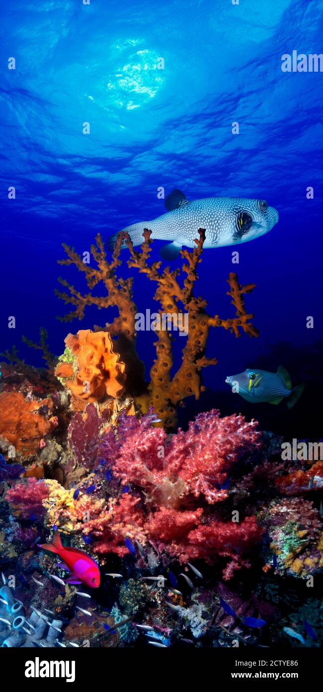 Unterwasseransicht von stacheligen Kugelfischen (Arothron hispidus) Mit Drückerfischen und Anthias Fischen Stockfoto