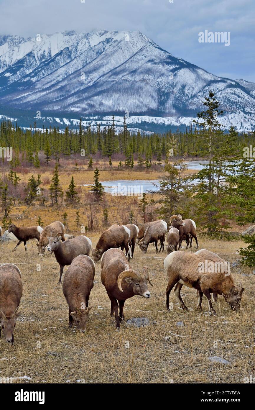 Eine Herde wilder Dickhornschafe, die unter einem schneebedeckten Berg im Jasper National Park Alberta auf der Nahrungssuche nach 'Ovis canadensis' im Herbst grasen Stockfoto