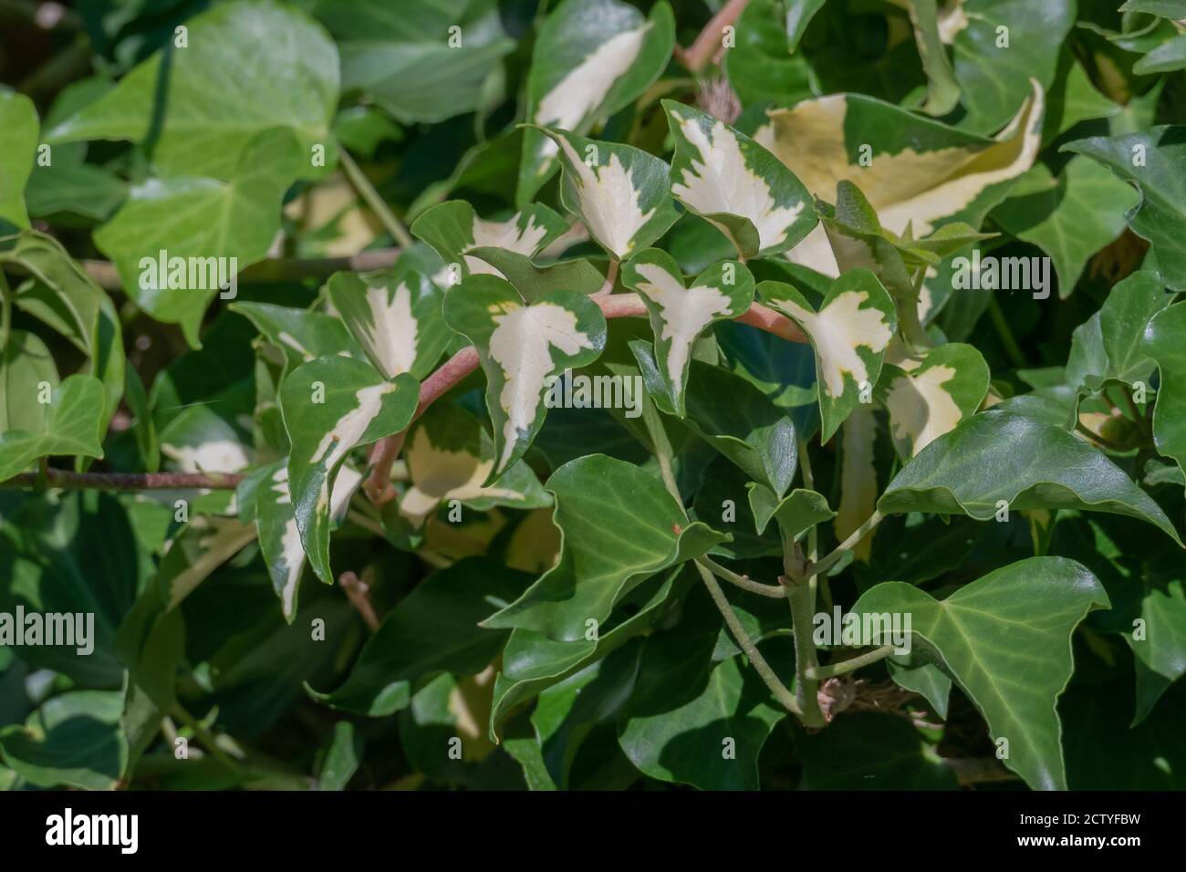 ficus dracena Dracaena Warneckii, Lemon Lime Dragon Tree main image 0
