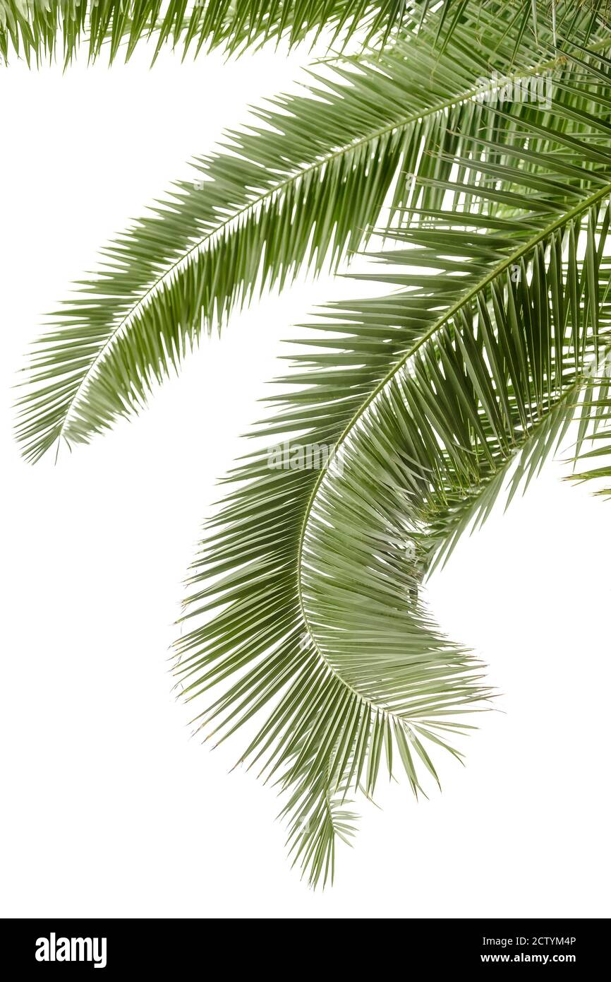 Hängende Palmblätter isoliert auf dem weißen Hintergrund Stockfoto