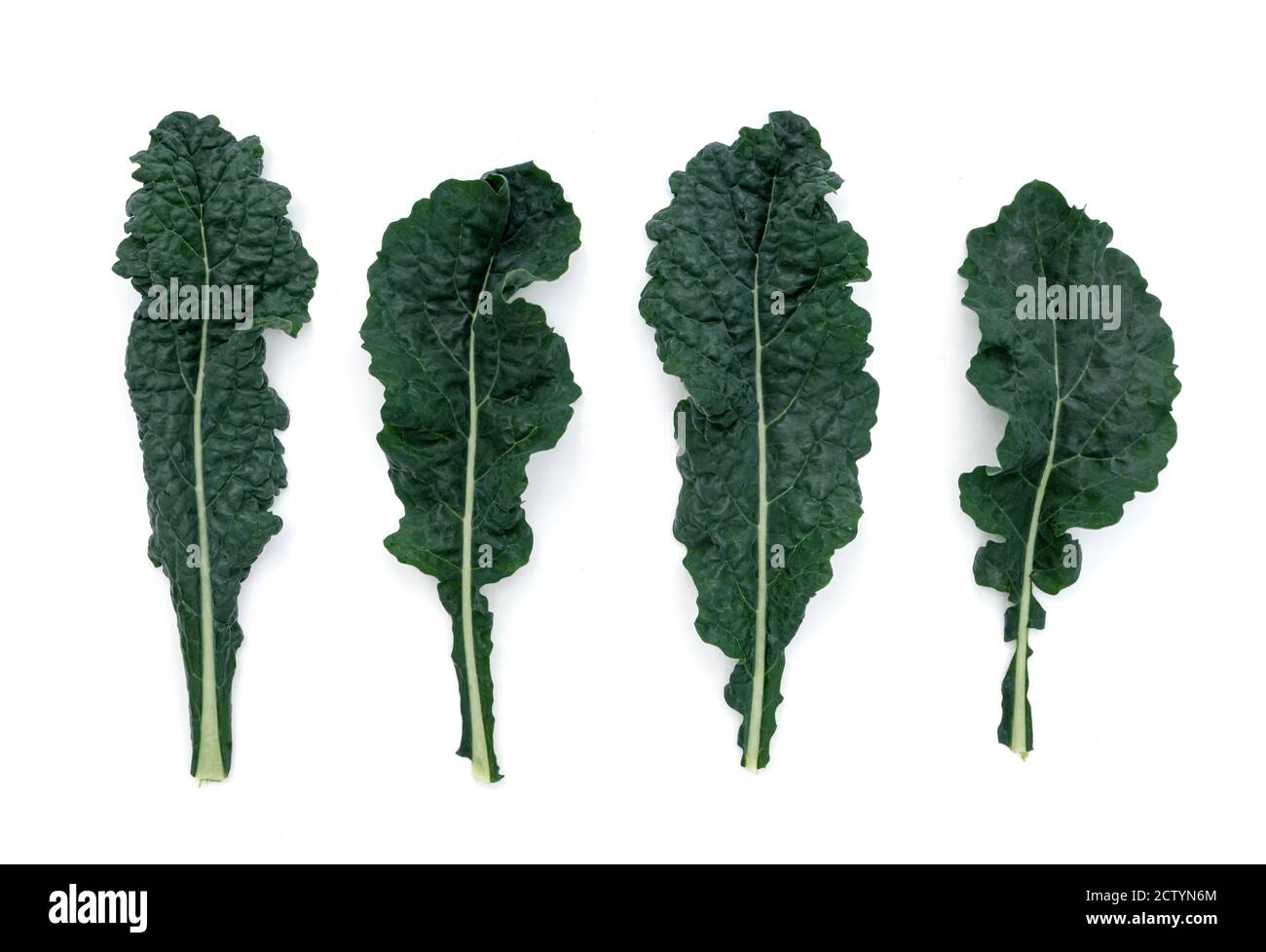 Lacinato Kale. Superfood Ernte. Auch bekannt als Dinosaur Kale, Tuscan Kale oder 'Cavolo Nero'. Mehrere dunkelblau-grüne geprägte Blätter in Organi angebaut Stockfoto