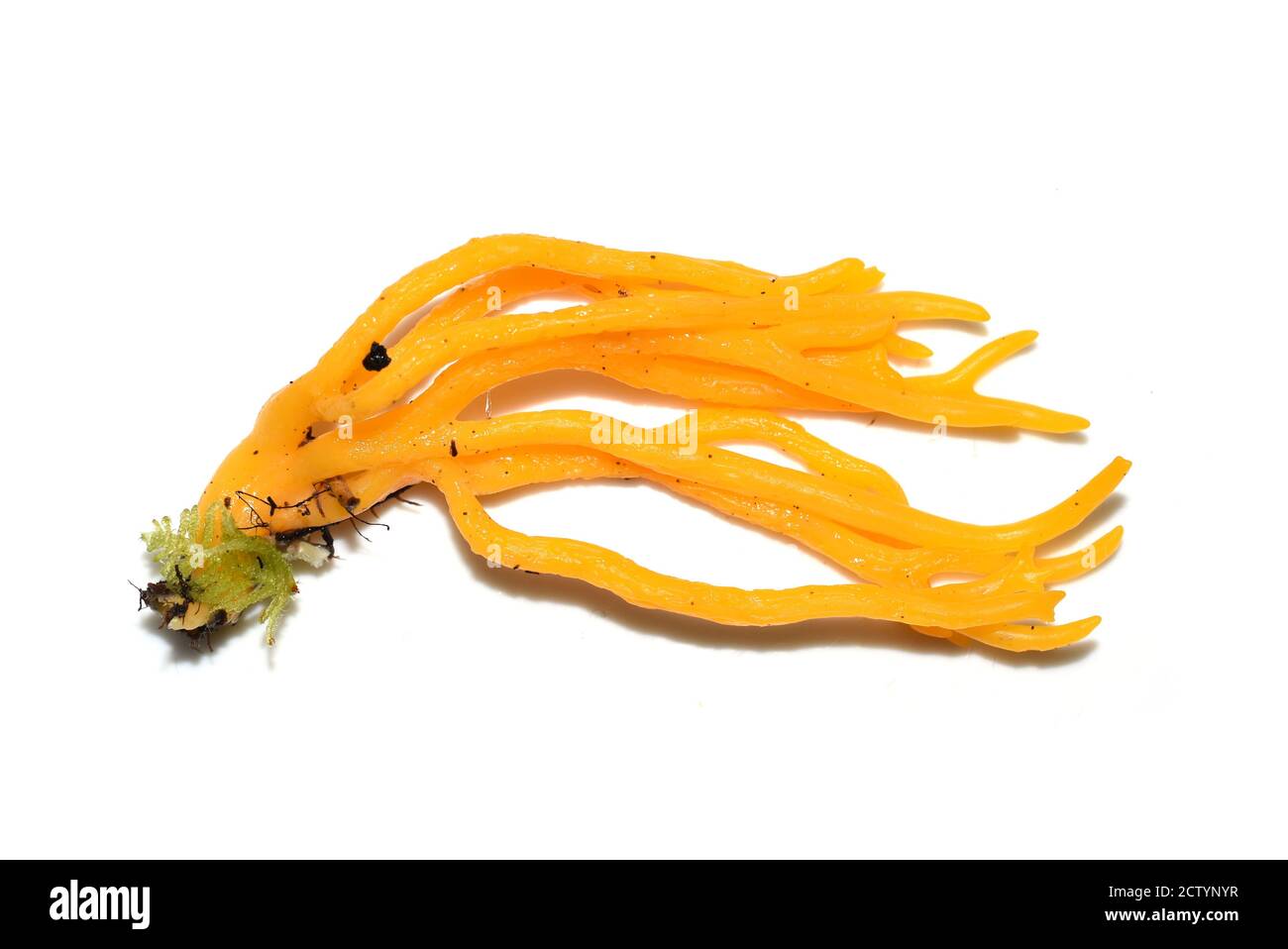 Die gelbe stagshorn Gelee Pilz Calocera viscosa auf weißem Hintergrund Stockfoto