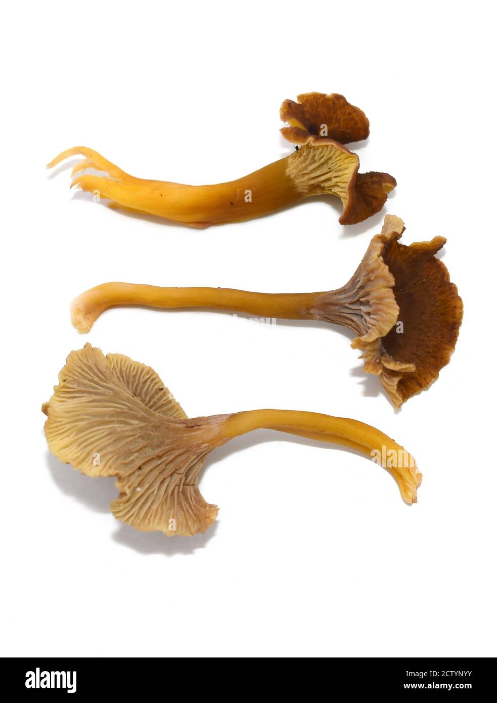 Frische Gelbfuß-Pfifferlinge Craterellus tubaeformis isoliert auf weißem Hintergrund Stockfoto