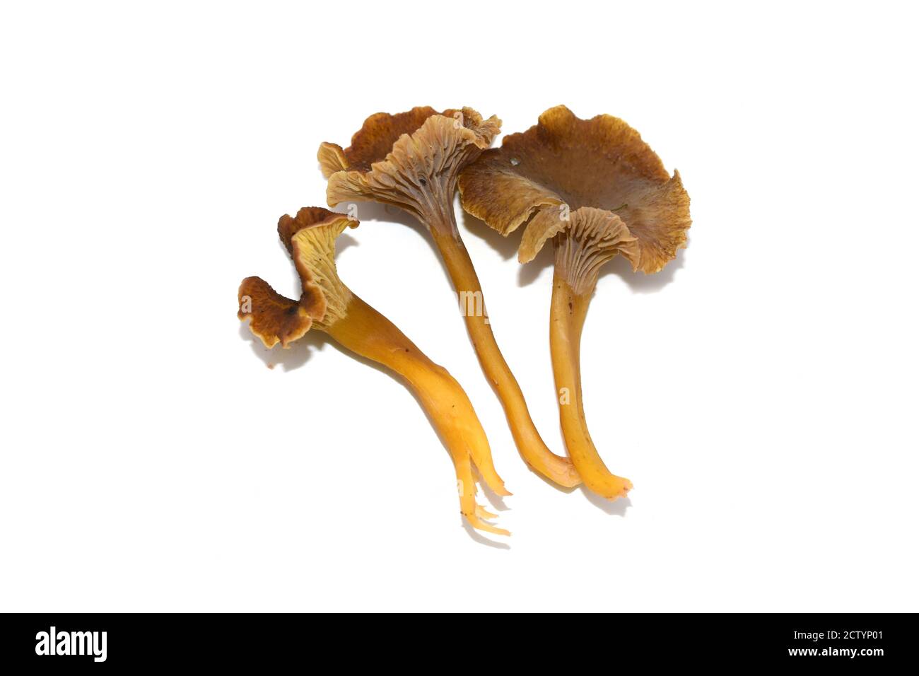 Frische Gelbfuß-Pfifferlinge Craterellus tubaeformis isoliert auf weißem Hintergrund Stockfoto