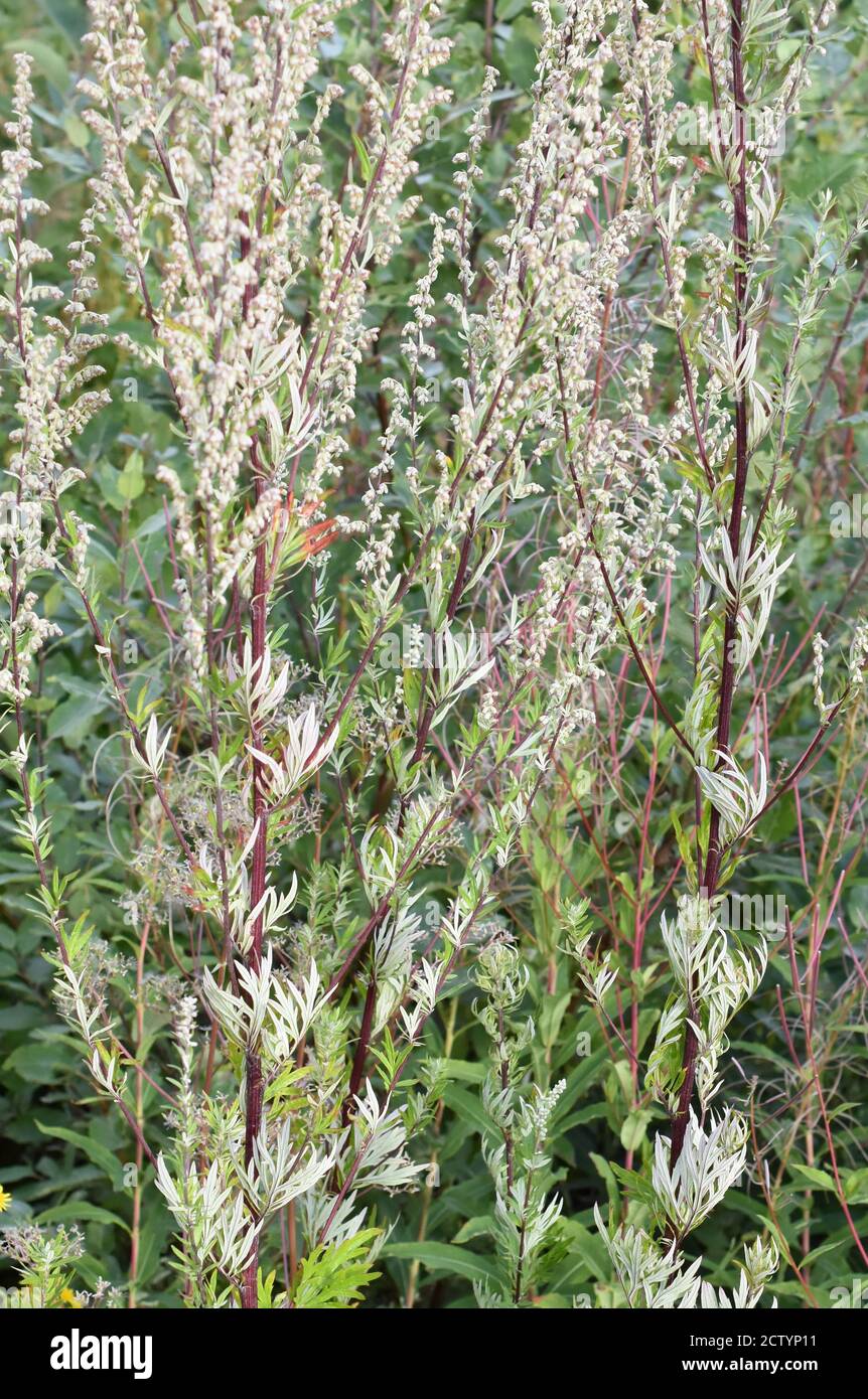 Artemisia vulgaris common Beifuß aromatisch blühende Pflanzenallergen Stockfoto