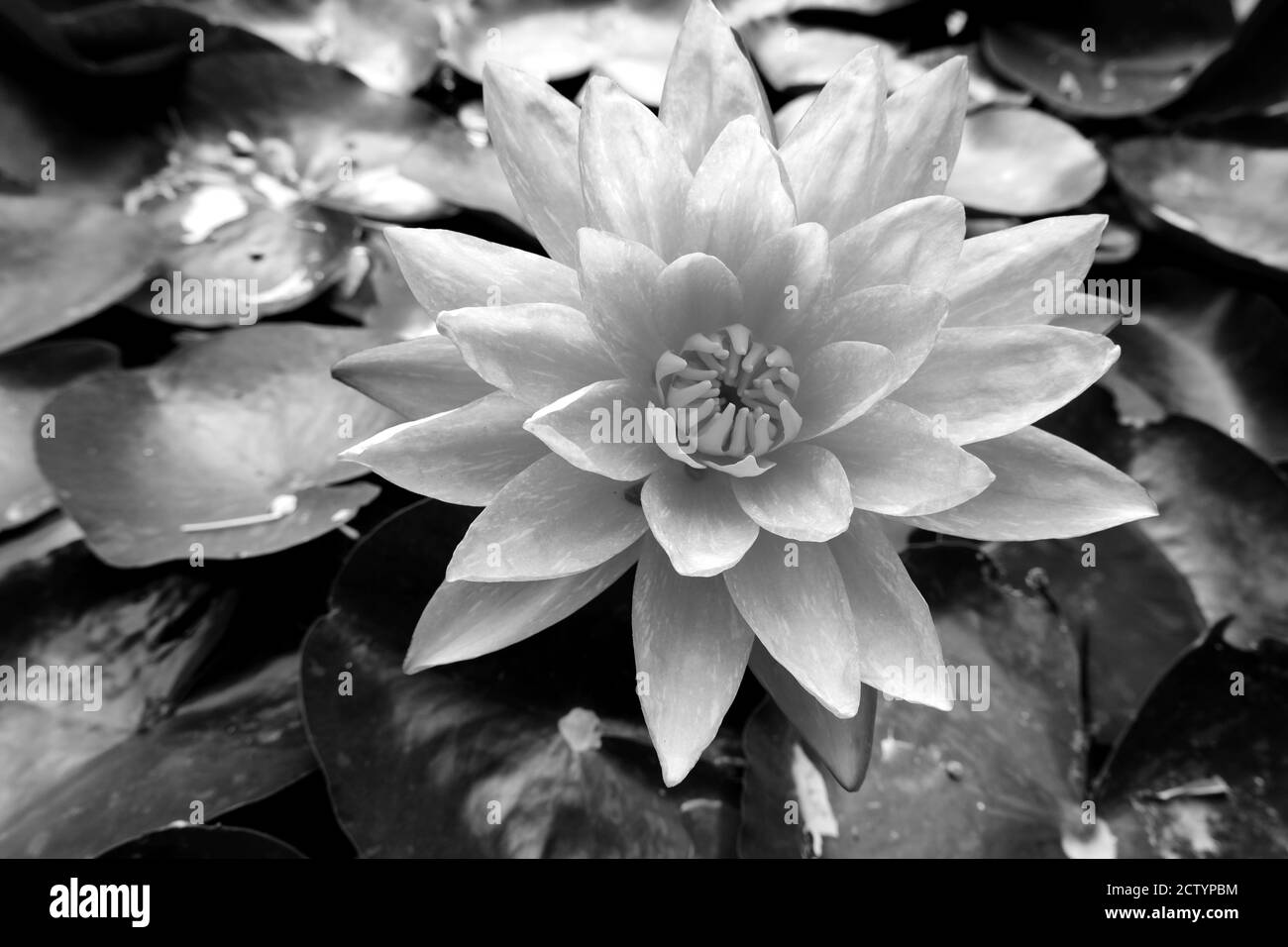 Schöne rosa Seerose in einem Teich, Nahaufnahme. Hochwertige Fotos Stockfoto