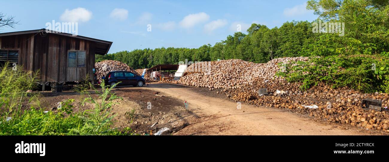 Stapel Kokosnüsse in einem Kokos-Sammel- und Verarbeitungszentrum in Kudat. Sabah, Malaysia Stockfoto