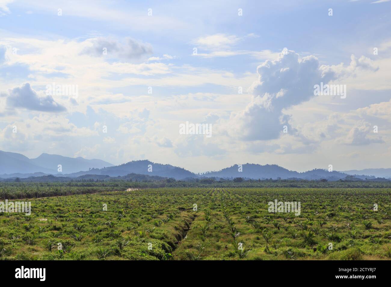 Kota Pamol, Sabah, Malaysia: Neu gepflanzte Ölpalmen auf dem Gelände des PAMOL Estate Stockfoto