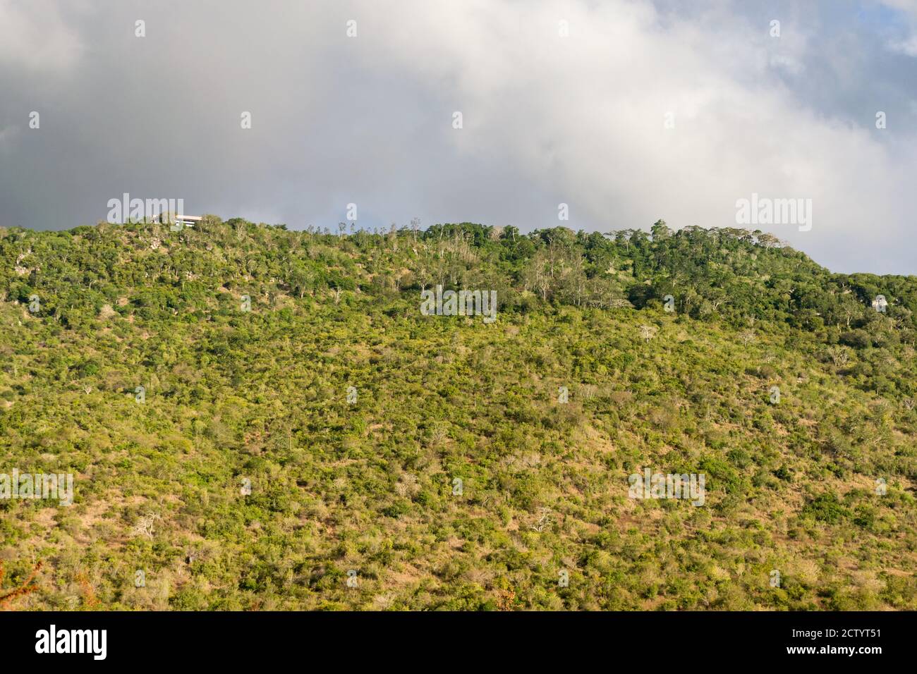 Ein Abschnitt des Shimba Hills National Reserve, zeigt Bäume auf einem großen Hügel, Kenia, Ostafrika Stockfoto