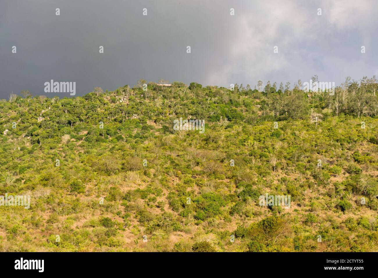 Ein Abschnitt des Shimba Hills National Reserve, zeigt Bäume auf einem großen Hügel, Kenia, Ostafrika Stockfoto