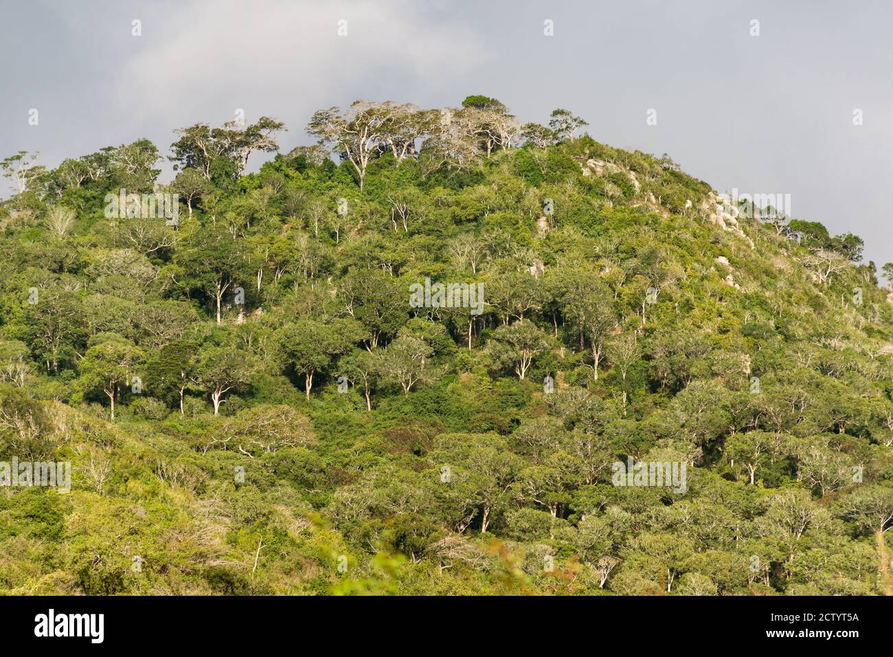 Ein Abschnitt des Shimba Hills National Reserve, zeigt Bäume auf einem großen Hügel, Kenia, Ostafrika Stockfoto
